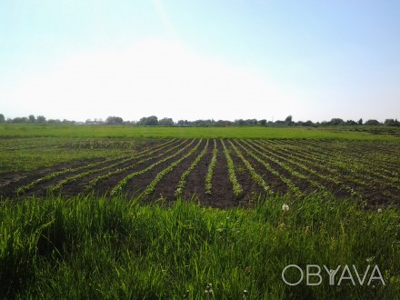 Земельный участок в экологически чистом месте, в селе с развитой инфраструктурой. . фото 1