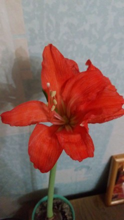 Красивое луковичное растение, цвет морковно-красный. . фото 4