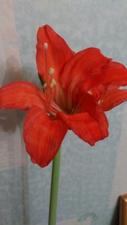 Красивое луковичное растение, цвет морковно-красный. . фото 2