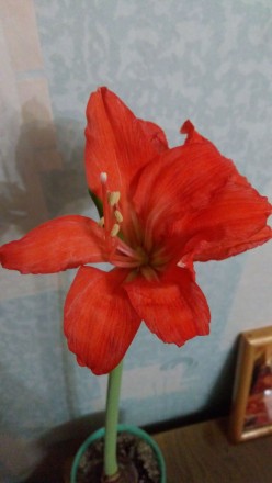 Красивое луковичное растение, цвет морковно-красный. . фото 3