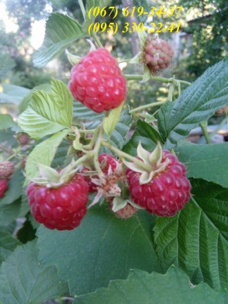 Малина. Запоріжжя. фото 1