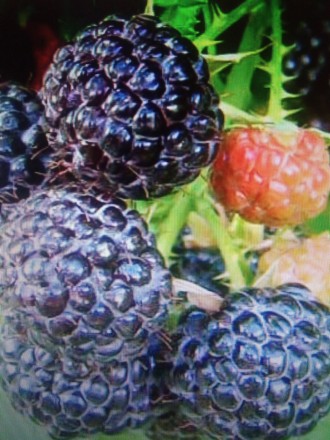 Кумберленд (малина+ежевика). Запоріжжя. фото 1