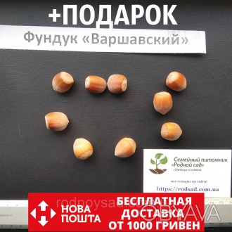
	
	
	Если вы решили купить семена фундука Варшавский, вам придётся учесть массу. . фото 1