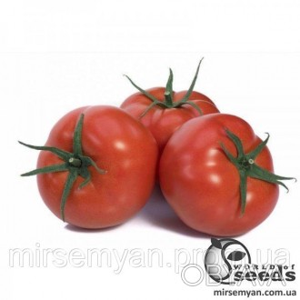 Помидоры Мейс F1 1000 семена (Yuksel Seeds)