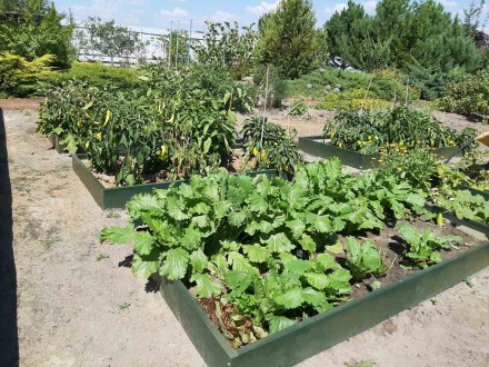 Высокая грядка 2х1м. Краматорськ. фото 1 Высокая грядка 2х1м. Краматорськ. фото 1
