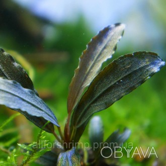 Bucephalandra sp. Gladius - редкое аквариумное растение из семейства Ароидные.
В. . фото 1