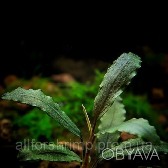 Bucephalandra sp. Giant - редкое аквариумное растение из семейства Ароидные.
В а. . фото 1