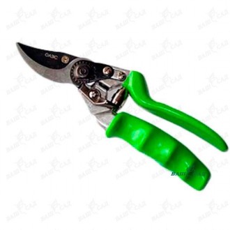 Катальпа обыкновенная бигнониевидная "Карликовая". Одесса. фото 1