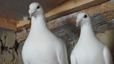 Продам белых почтовых голубей на свадьбу,другие праздники-150грн, возможна доста. . фото 2