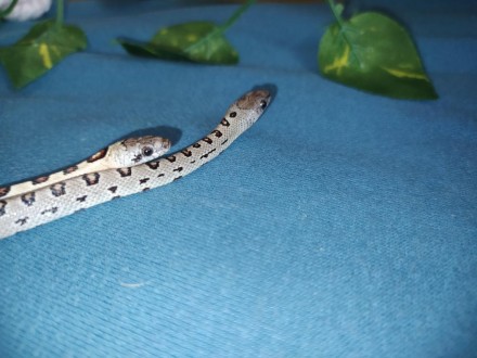 Ручные, красочные змейки. Мексиканская королевская змея является одной из самых . . фото 8