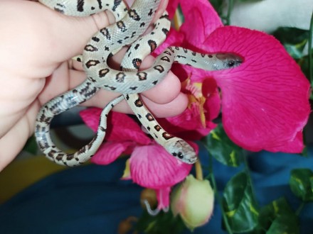 Ручные, красочные змейки. Мексиканская королевская змея является одной из самых . . фото 6