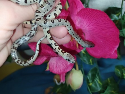 Ручные, красочные змейки. Мексиканская королевская змея является одной из самых . . фото 7