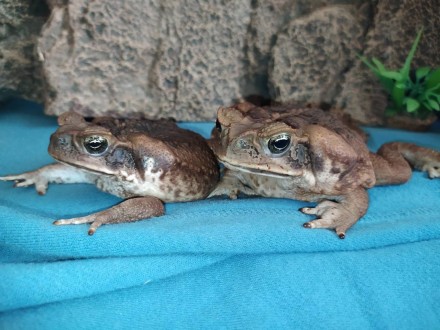 Ручные жабы-аги - Не дадут Вам скучать!
Ага, вторая из самых крупных жаб.
Длина . . фото 4