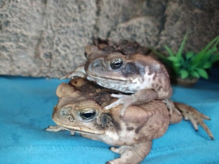 Ручные жабы-аги - Не дадут Вам скучать!
Ага, вторая из самых крупных жаб.
Длина . . фото 6