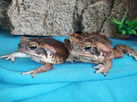 Ручные жабы-аги - Не дадут Вам скучать!
Ага, вторая из самых крупных жаб.
Длина . . фото 2