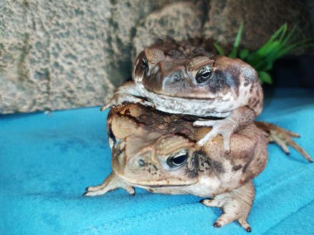 Ручные жабы-аги - Не дадут Вам скучать!
Ага, вторая из самых крупных жаб.
Длина . . фото 9
