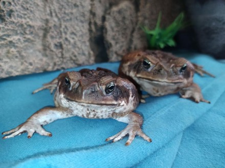 Ручные жабы-аги - Не дадут Вам скучать!
Ага, вторая из самых крупных жаб.
Длина . . фото 10