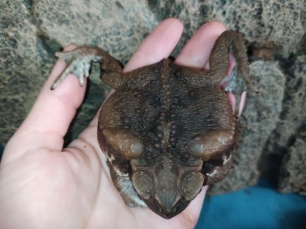 Ручные жабы-аги - Не дадут Вам скучать!
Ага, вторая из самых крупных жаб.
Длина . . фото 3