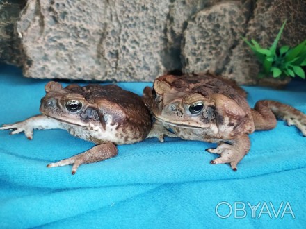 Ручные жабы-аги - Не дадут Вам скучать!
Ага, вторая из самых крупных жаб.
Длина . . фото 1