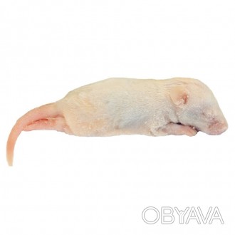 Кормовые замороженные мыши для различных животныхКлассификация мышей по возрасту. . фото 1