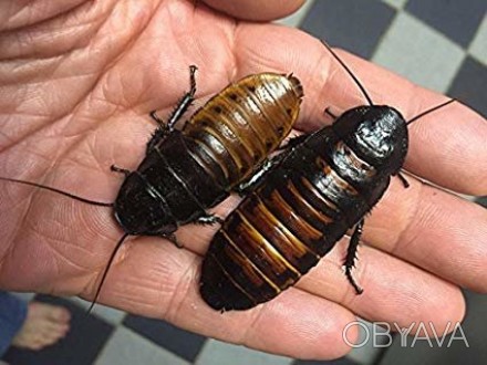 Мадагаскарские шипящие тараканы (Gromphadorhina) будучи потревоженными и в перио. . фото 1