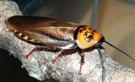 Длина тела таракана Eublaberus posticus 5 см Продолжительность жизни эублаберусо. . фото 1