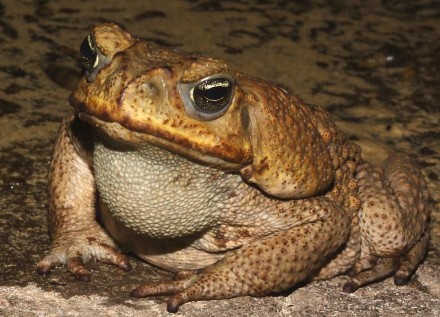 Жаба-ага, или ага, или тростниковая жаба, или морская жаба, или американская гиг. . фото 2