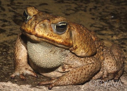 Жаба-ага, или ага, или тростниковая жаба, или морская жаба, или американская гиг. . фото 1