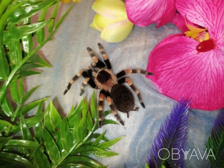 Один из самых дружелюбных видов паука-птицееда проживающий в домашних условиях. . . фото 1