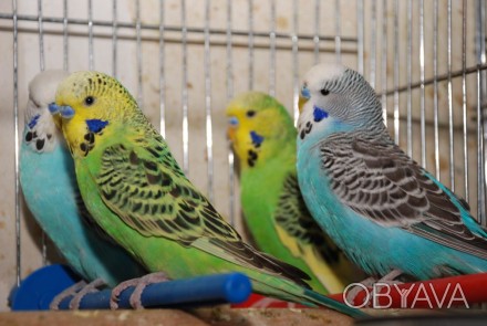 Выставочный волнистый попугай - занимает лидирующее место по популярности среди . . фото 1