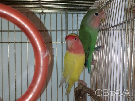 Ручные, маленькие, яркие, активные и обятельные. Маленькие попугайчики неразлучн. . фото 1