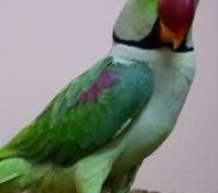 Ручной Александрийский попугай кольчатый.
Красивый травянисто-зелёный окрас, лас. . фото 2