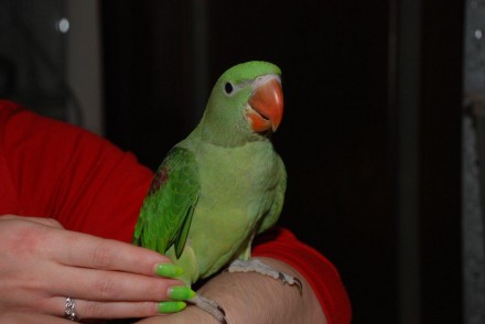 Ручной Александрийский попугай кольчатый.
Красивый травянисто-зелёный окрас, лас. . фото 5