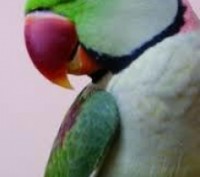 Ручной Александрийский попугай кольчатый.
Красивый травянисто-зелёный окрас, лас. . фото 4