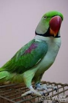 Ручной Александрийский попугай кольчатый.
Красивый травянисто-зелёный окрас, лас. . фото 1