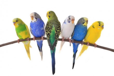Волнистый попугай (Melopsittacus undulatus)Волнистые попугаи, яркие, веселые и с. . фото 2
