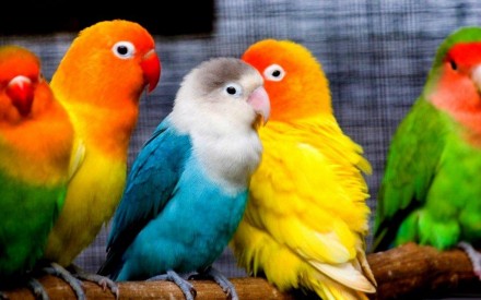 С названием птиц связывают красивое сказание о необыкновенной верности друг друг. . фото 2