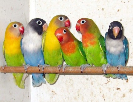С названием птиц связывают красивое сказание о необыкновенной верности друг друг. . фото 3
