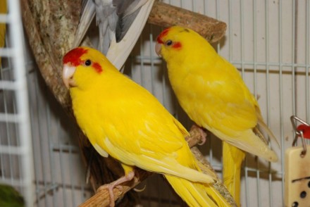 Какарики - ручные, прыгающие попугайчики. Это яркие, весёлые, озорные пернатые.
. . фото 6