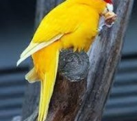Какарики - ручные, прыгающие попугайчики. Это яркие, весёлые, озорные пернатые.
. . фото 2