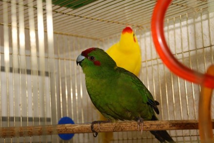 Какарики - ручные, прыгающие попугайчики. Это яркие, весёлые, озорные пернатые.
. . фото 5
