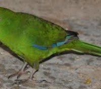 Какарики - ручные, прыгающие попугайчики. Это яркие, весёлые, озорные пернатые.
. . фото 4