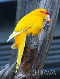 Какарики - ручные, прыгающие попугайчики. Это яркие, весёлые, озорные пернатые.
. . фото 1