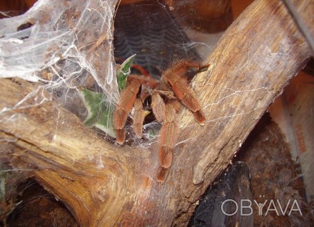Псалмопеус Пулчер. Psalmopoeus pulcher.Считается одним из самых красивых пауков . . фото 1