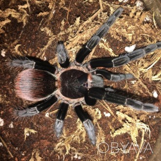 Брахипельма Ваганс или Мексиканский красноволосый паук-птицеед. Brachypelma vaga. . фото 1