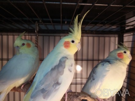 Ручные, привлекательные, яркие и незабываемые попугайчики кореллы. Малыши ручные. . фото 1