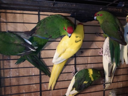 Яркие, весёлые, озорные попугаи какарики. Одни из самых популярных любимецев у д. . фото 4