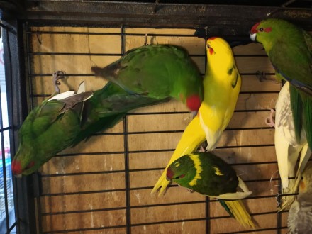 Яркие, весёлые, озорные попугаи какарики. Одни из самых популярных любимецев у д. . фото 6