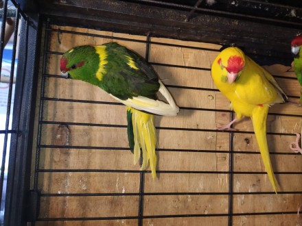 Яркие, весёлые, озорные попугаи какарики. Одни из самых популярных любимецев у д. . фото 5