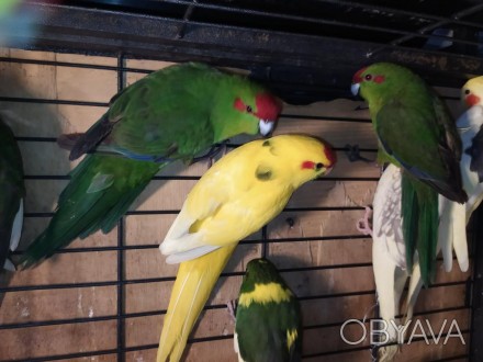 Яркие, весёлые, озорные попугаи какарики. Одни из самых популярных любимецев у д. . фото 1